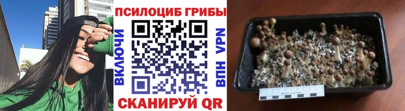 Псилоцибиновые грибы мухоморы  даркнет клад  Майкоп 