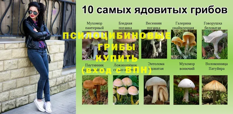 купить   Майкоп  Псилоцибиновые грибы Cubensis 